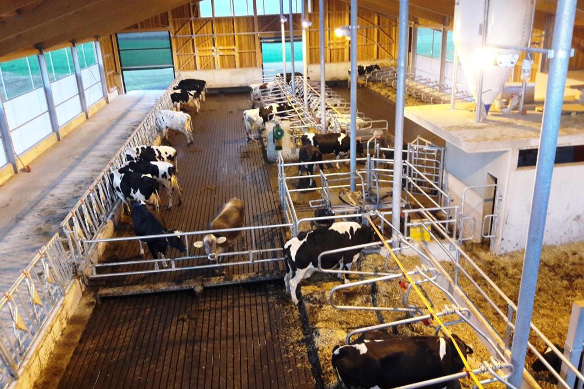 Moderner Kuhstall der Familie Grabmayr unsere Milch Prambachkirchen Bezirk Eferding