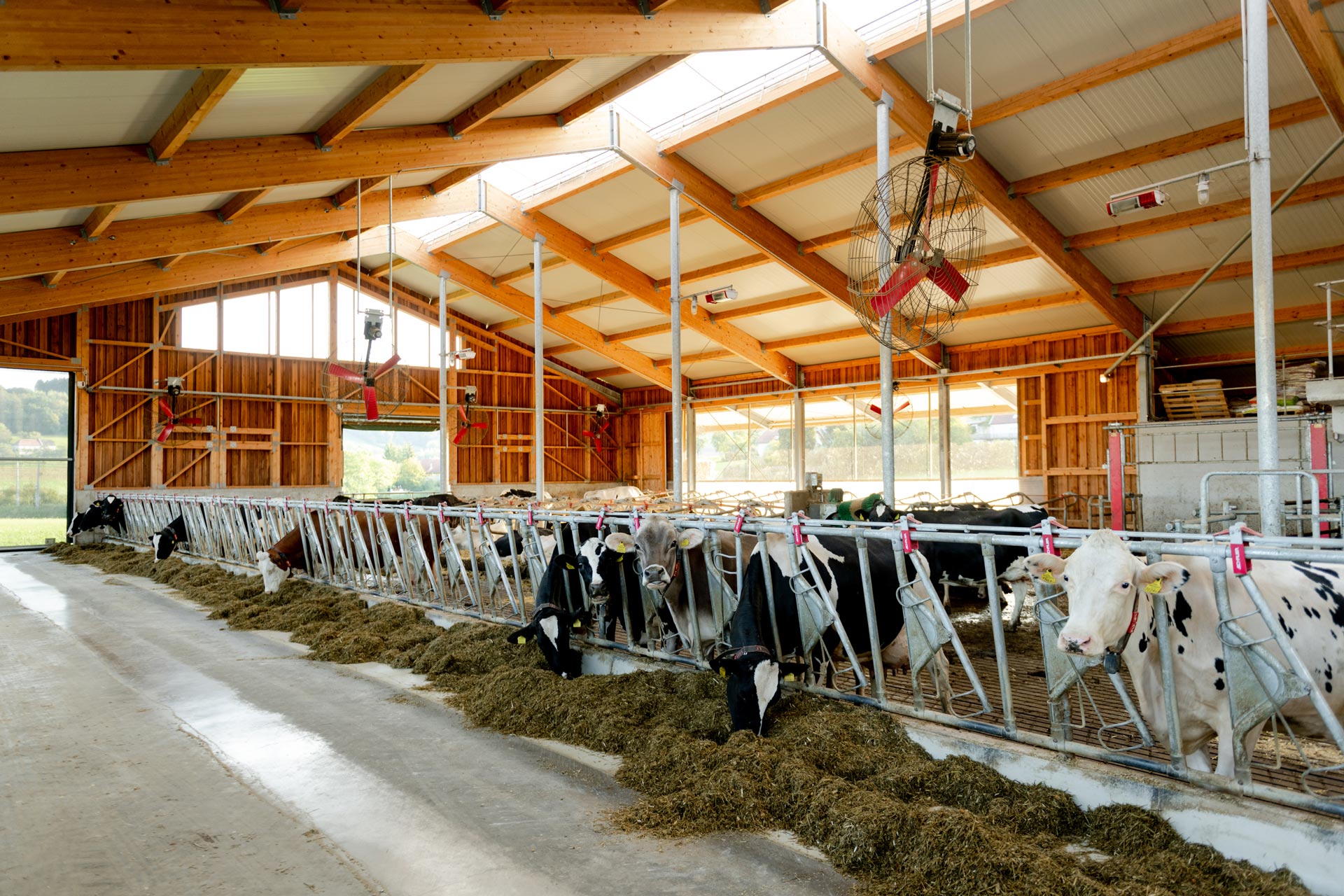 Moderner Stall mit bestem Futter für die Kühe der Familie Grabmayr in Prambachkirchen. Kuhstall innen
