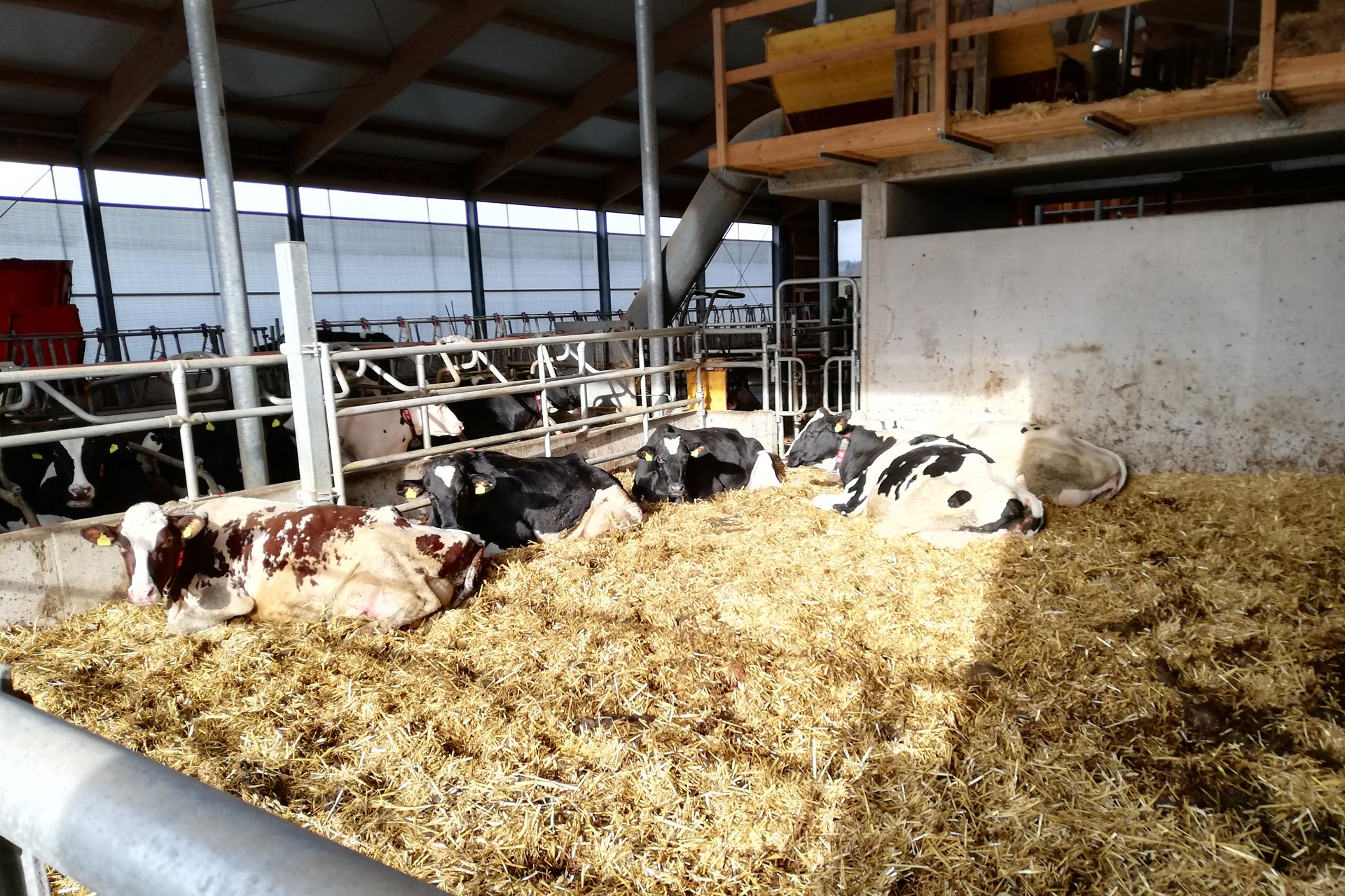 Tierwohl Stall für Milch und Milchprodukte in Topqaulität der Familie Grabmayr unsere Milch im Bezirk Eferding